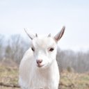 The goat baby  screen for extension Chrome web store in OffiDocs Chromium