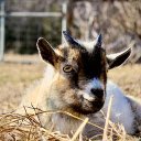 The goat lies on dry grass  screen for extension Chrome web store in OffiDocs Chromium