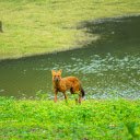 The Golden Fox by the River  screen for extension Chrome web store in OffiDocs Chromium