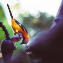 The Golden Oriole  screen for extension Chrome web store in OffiDocs Chromium
