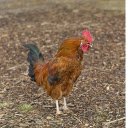 The Golden Rooster  screen for extension Chrome web store in OffiDocs Chromium