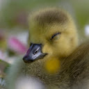 The goose is dreamy  screen for extension Chrome web store in OffiDocs Chromium
