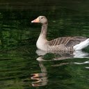 The goose swims in the lake  screen for extension Chrome web store in OffiDocs Chromium