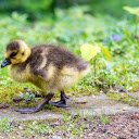 The Gosling  screen for extension Chrome web store in OffiDocs Chromium