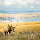 The Graceful Deer of the Forest  screen for extension Chrome web store in OffiDocs Chromium