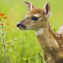 The Graceful Deer: Symbol of Elegance in Nature  screen for extension Chrome web store in OffiDocs Chromium