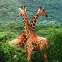 The Graceful Giraffe  screen for extension Chrome web store in OffiDocs Chromium
