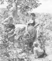 Free download The Grape Harvest free photo or picture to be edited with GIMP online image editor