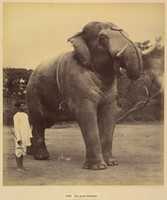 Free download The Great Elephant free photo or picture to be edited with GIMP online image editor