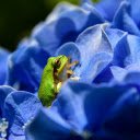 The green frog hides in the flower  screen for extension Chrome web store in OffiDocs Chromium