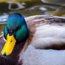 The Green Headed, Yellow Beaked Duck  screen for extension Chrome web store in OffiDocs Chromium