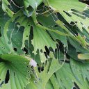 The green leaves are rotten  screen for extension Chrome web store in OffiDocs Chromium