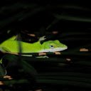 The Green Lizard  screen for extension Chrome web store in OffiDocs Chromium