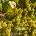 The green vineyard is lush  screen for extension Chrome web store in OffiDocs Chromium