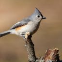 The Grey Bird  screen for extension Chrome web store in OffiDocs Chromium