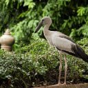 The Grey Heron and the Black Beak  screen for extension Chrome web store in OffiDocs Chromium