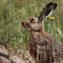 The hare digs a hole  screen for extension Chrome web store in OffiDocs Chromium The hare digs a hole  screen for extension Chrome web store in OffiDocs Chromium