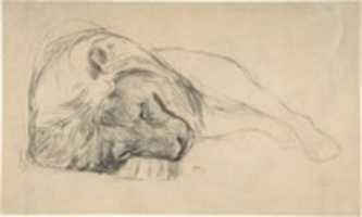 Free download The Head of a Recumbent Lion free photo or picture to be edited with GIMP online image editor