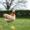 The hen has feathers  screen for extension Chrome web store in OffiDocs Chromium