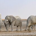 The herd of elephants moves  screen for extension Chrome web store in OffiDocs Chromium