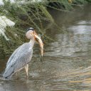 The Heron Hunts  screen for extension Chrome web store in OffiDocs Chromium