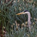 The Heron in the Grass  screen for extension Chrome web store in OffiDocs Chromium