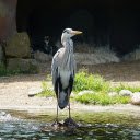 The heron next to the cave  screen for extension Chrome web store in OffiDocs Chromium