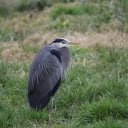The Heron With Its Neck retracted  screen for extension Chrome web store in OffiDocs Chromium