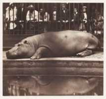 Free download The Hippopotamus at the Zoological Gardens, Regents Park free photo or picture to be edited with GIMP online image editor
