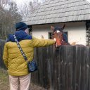 The horse and the little house  screen for extension Chrome web store in OffiDocs Chromium