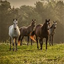 The Horse By RB Themes  screen for extension Chrome web store in OffiDocs Chromium