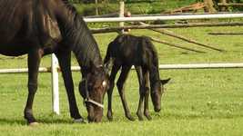 Free download The Horse Foal Mare -  free video to be edited with OpenShot online video editor