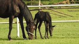 Безкоштовне завантаження The Horse Foal Mare - безкоштовне відео для редагування в онлайн-редакторі відео OpenShot