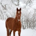 The horse is healthy  screen for extension Chrome web store in OffiDocs Chromium