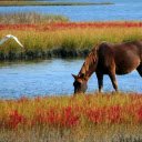 The horse is leisurely  screen for extension Chrome web store in OffiDocs Chromium