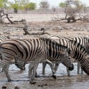 The horses drink water  screen for extension Chrome web store in OffiDocs Chromium