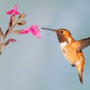 The hummingbird bird  screen for extension Chrome web store in OffiDocs Chromium