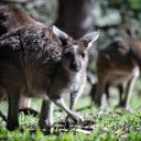 The kangaroos  screen for extension Chrome web store in OffiDocs Chromium