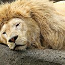 The king of the forest lies on the rock  screen for extension Chrome web store in OffiDocs Chromium