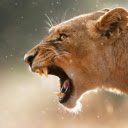 The King of the Jungle  screen for extension Chrome web store in OffiDocs Chromium