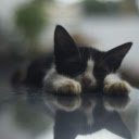 The kitten lies down  screen for extension Chrome web store in OffiDocs Chromium