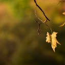 The Last Leaves  screen for extension Chrome web store in OffiDocs Chromium