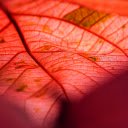 The leaf red copper  screen for extension Chrome web store in OffiDocs Chromium