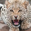 The Leopard: A Master of Stealth and Strength  screen for extension Chrome web store in OffiDocs Chromium