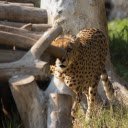 The leopard and the pile of wood  screen for extension Chrome web store in OffiDocs Chromium