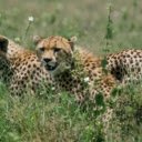 The Leopard: A Silent and Deadly Predator  screen for extension Chrome web store in OffiDocs Chromium