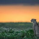 The Leopard: A Silent Watcher of the Wild  screen for extension Chrome web store in OffiDocs Chromium
