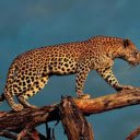 The Leopard: A Stealthy Shadow of the Wild  screen for extension Chrome web store in OffiDocs Chromium