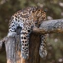 The leopard is dreamy  screen for extension Chrome web store in OffiDocs Chromium