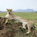 The leopard lies down on the mound  screen for extension Chrome web store in OffiDocs Chromium
